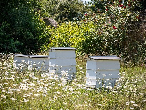 The Walled Garden:beehives 2