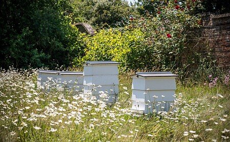 The Walled Garden:beehives 2