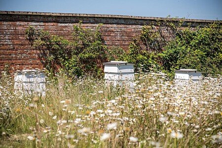 The Walled Garden:beehives
