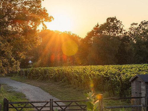 Birchden Vineyards-Wildlife Vineyard-19-07-26-FULL RES-12