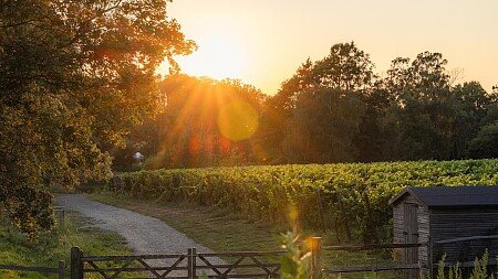 Birchden Vineyards-Wildlife Vineyard-19-07-26-FULL RES-12