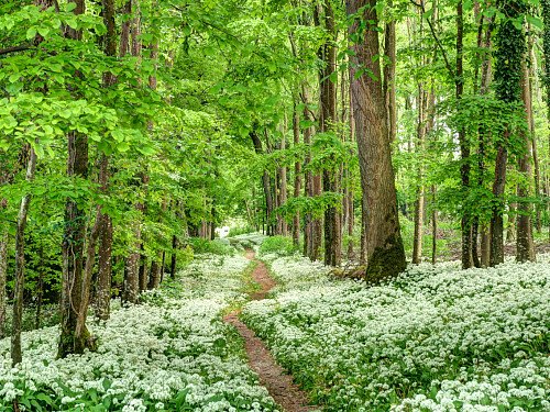 Image for Location 1855