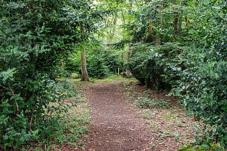 External-path in woodland
