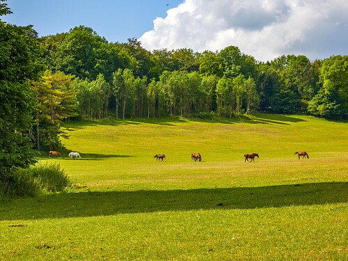 Image for Location 0919