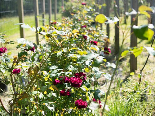 Tunbridge House  - Filming Locations Locations Direct -071