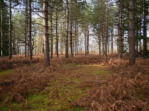 Image for Location 1949