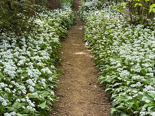 Natural wooden flooring  - Filming Locations Locations Direct -22