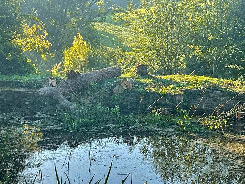 Image for Location 2385