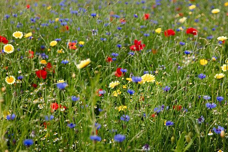 Lower Austin Lodge Farmhouse Countryside1