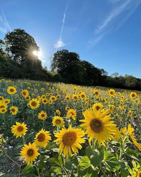 Lower Austin Lodge Farm exteriors30