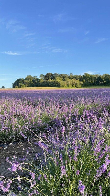 Lower Austin Lodge Farm exteriors27