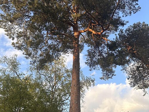 Timberlake NUTKIN lr