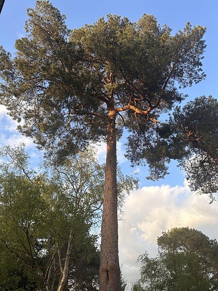 Timberlake NUTKIN lr