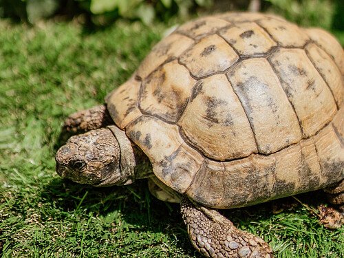 Max - Resident Tortoise