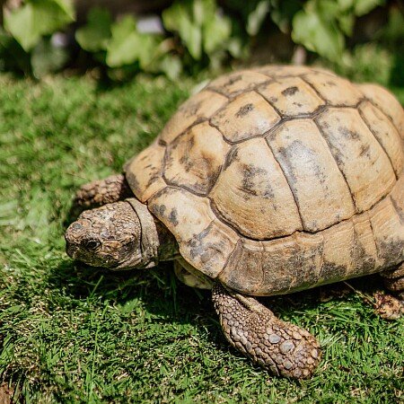 Max - Resident Tortoise