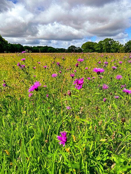 The Bothy Smithbrook Barns Cranleigh GU6 8LH -48