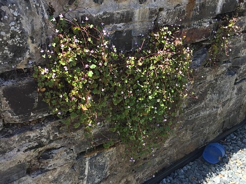 Wall in Front of House