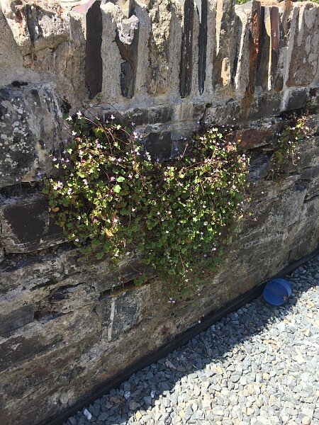 Wall in Front of House