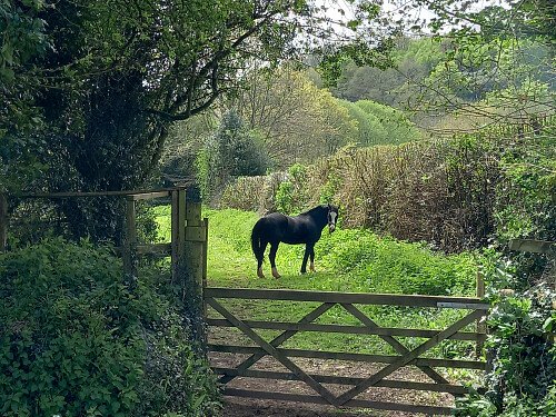 Route Back to Front Paddock