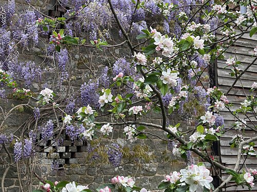 Apple blossom and wisteria