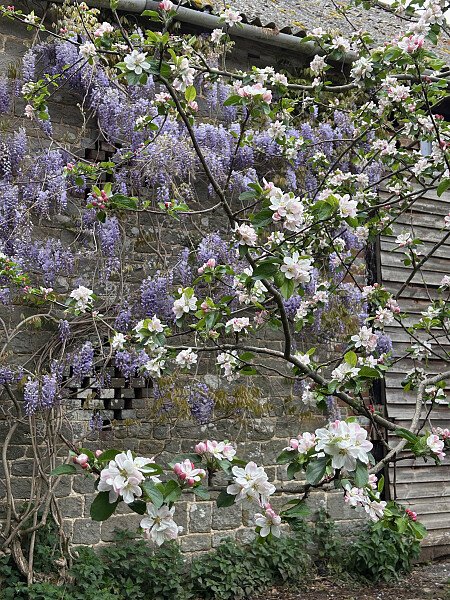 Apple blossom and wisteria