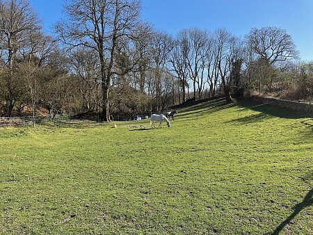 Back lawn with horses and pond