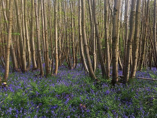 Bluebell woods 2