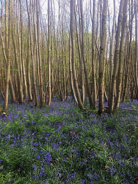 Bluebell woods 2