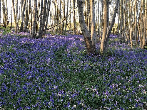 Bluebell woods