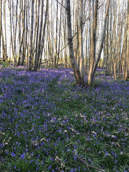 Bluebell woods