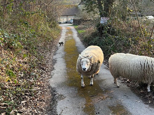 Drive in winter with sheep