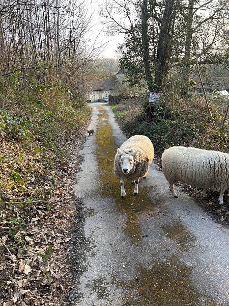 Drive in winter with sheep