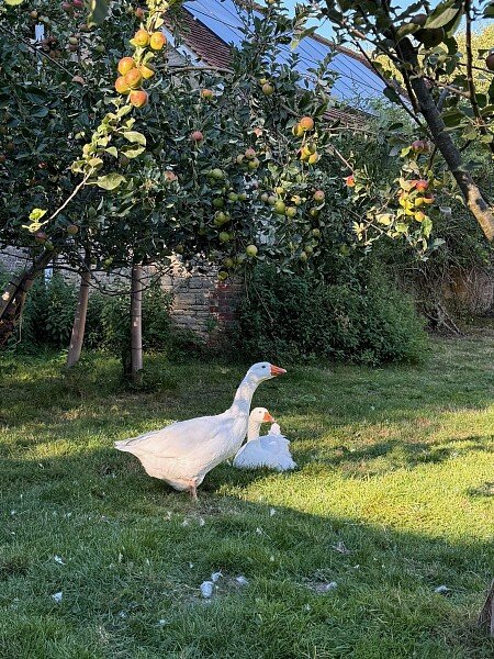 Geese in orchard