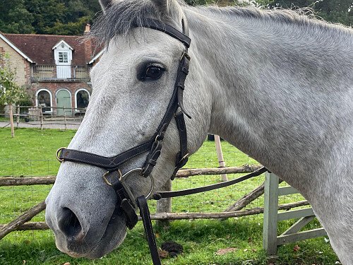 Horse in front of house