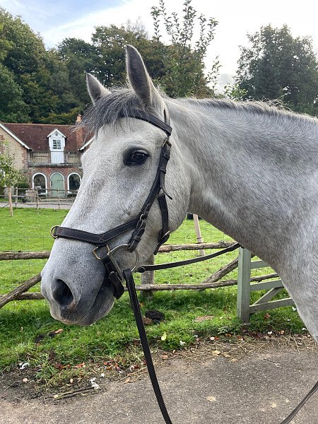 Horse in front of house
