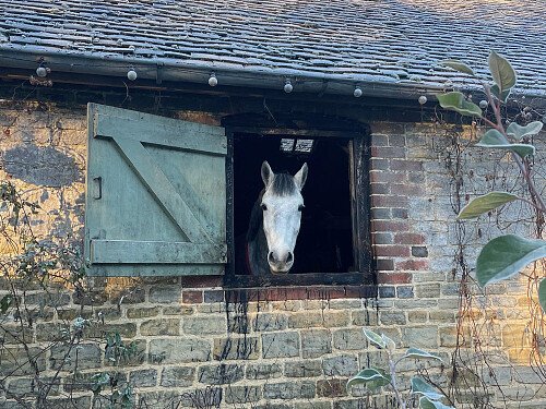 Horse in stable window