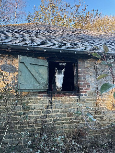Horse in stable window