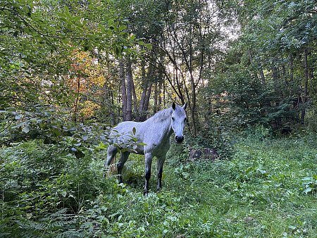 Horse in woods