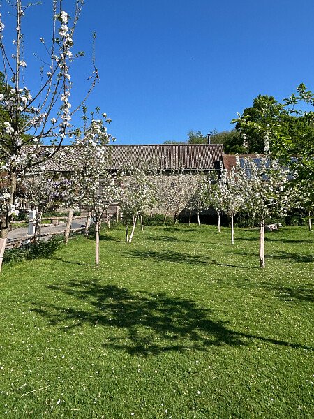 Orchard in spring