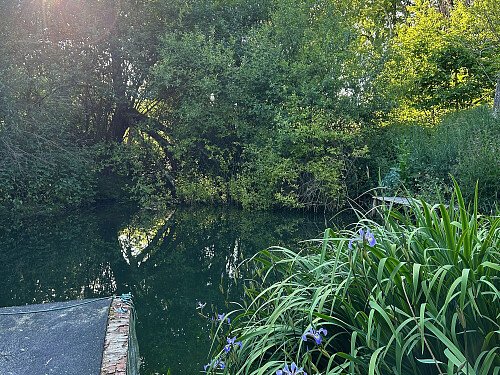 Pond with irises