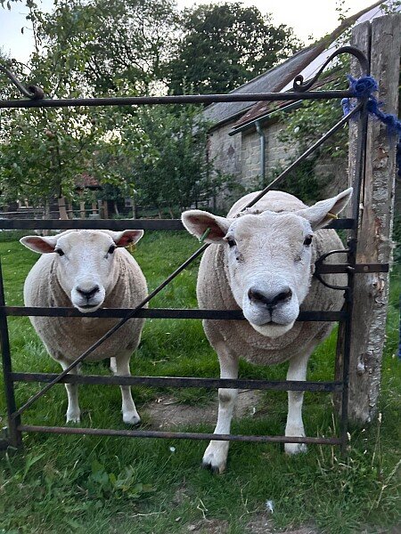Sheep in gate