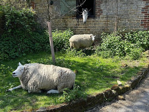 Stable, horse, sheep