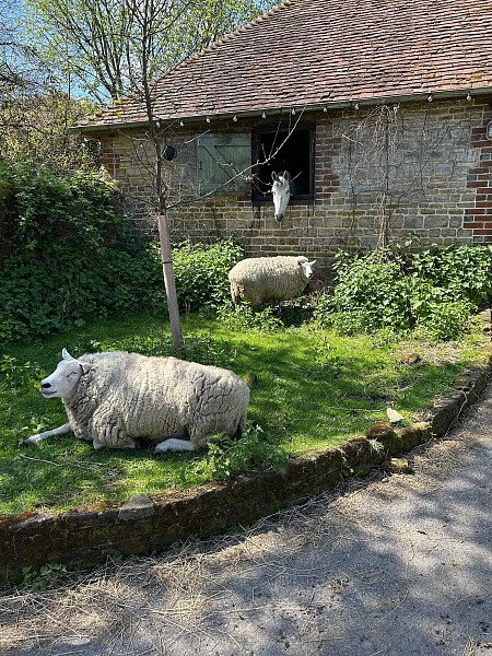 Stable, horse, sheep