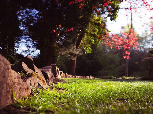 Basford Garden Edit 25th April 2025 2 (1 of 1)