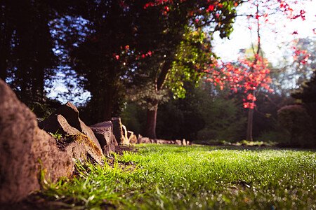 Basford Garden Edit 25th April 2025 2 (1 of 1)