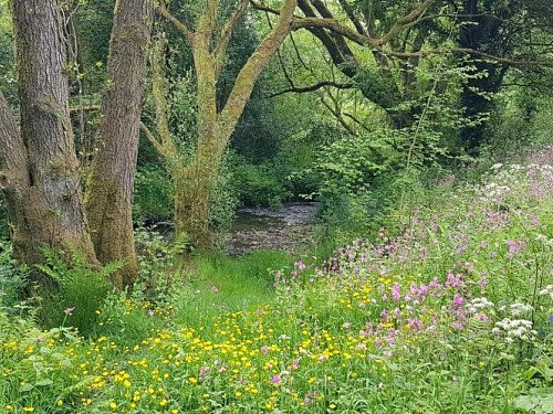 Stream