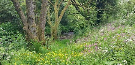 Stream