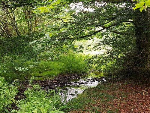 Stream and beech tree