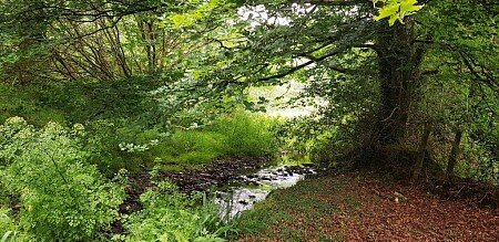 Stream and beech tree